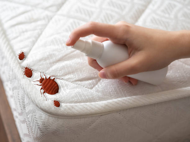 Best Ant Control Services  in Milton, FL
